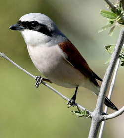 Red-backed Shrike. Photo by Steve Bird. 