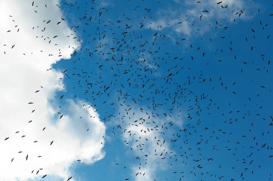 Raptor Migration in Panama