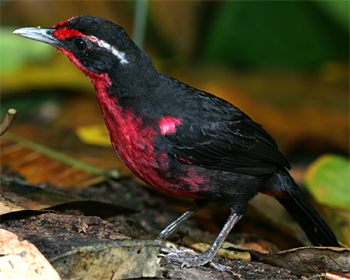 Rosy Thrush Tanager