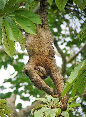 Three-toed Sloth