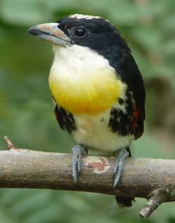 Spot-crowned Barbet