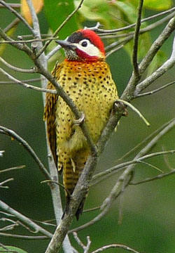 Spot-breasted Woodpecker.