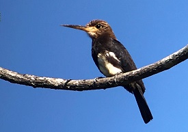 Brown Jacamar by Gina Nichol.