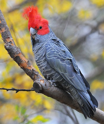 Gang-gang Cockatoo by Pat Kelly.