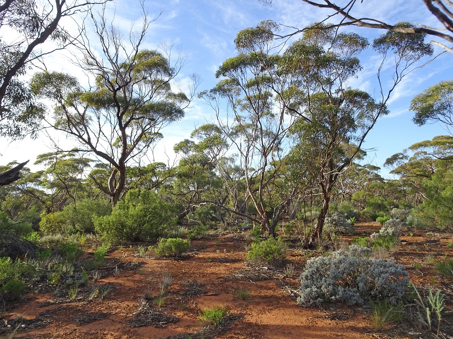 Mallee Country by Jenny Thynne