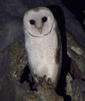 Barn Owl by Steve Bird.