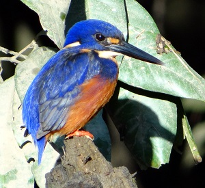 Azure Kingfisher by Gina Nichol.