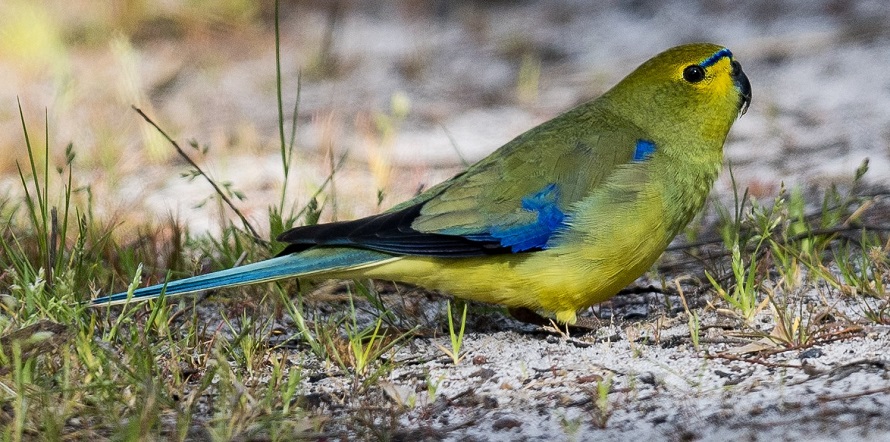 Blue-winged Parrot by Dennis Braddy