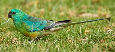 Red-rumped Parrot by Cindy Marple.