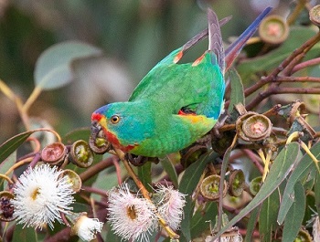 Swift Parrot by Brent Thompson.