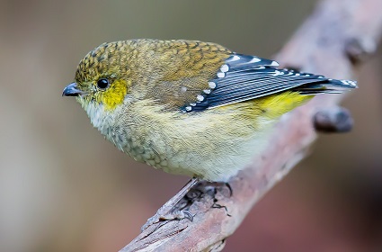 Forty-spotted Pardalote by Andrew Browne