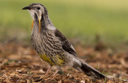 Yellow Wattlebird by Angus McNab