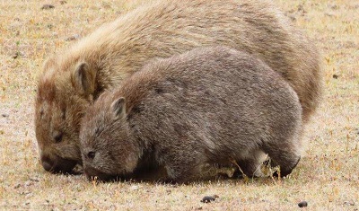 Wombat by Christine Rand.