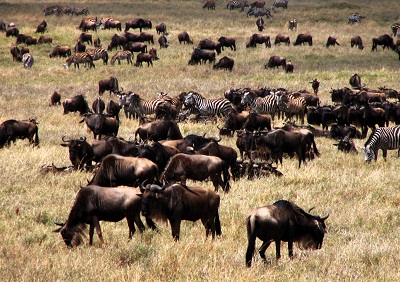 Wildebeest and Zebra in Tanzania by Gina Nichol.