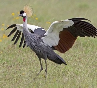 Grey-crowned Crane