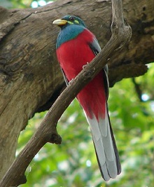 Narina Trogon