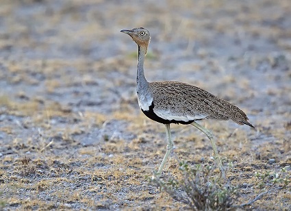 Black-bellied Bustard