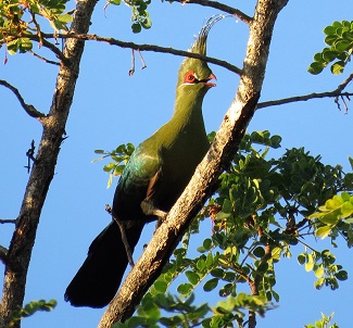 Schalow’s Turaco