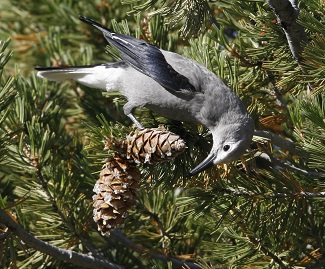 Clarks's Nutcracker by Stee Bird