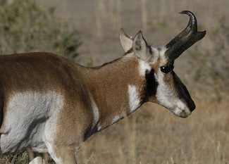 Pronghorn, Yellowstone by Gina Nichol