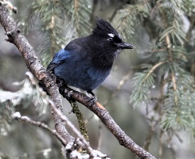 Steller's Jay by Steve Bird. 