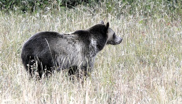 Grizzly in Yellowstone National Park by Gina Nichol.