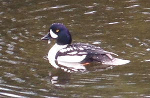 Barrow's Goldeneye by Gina Nichol.