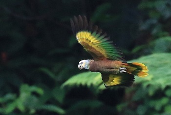 St. Vincent Amazon by Keith Clarkson.