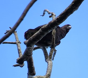 Imperial Amazon (Photo by Terry Anderson)