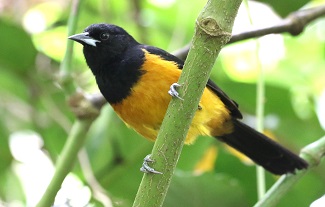 Montserrat Oriole (Photo: Beatrice Henricot)