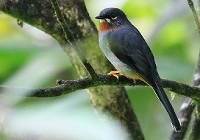 Rufous-throated Solitaire