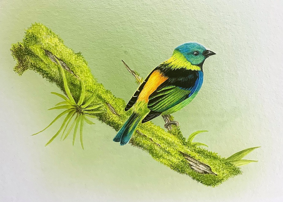 Green-headed Tanager