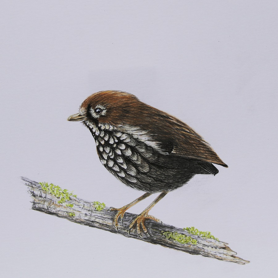 Antpitta by Steve Bird