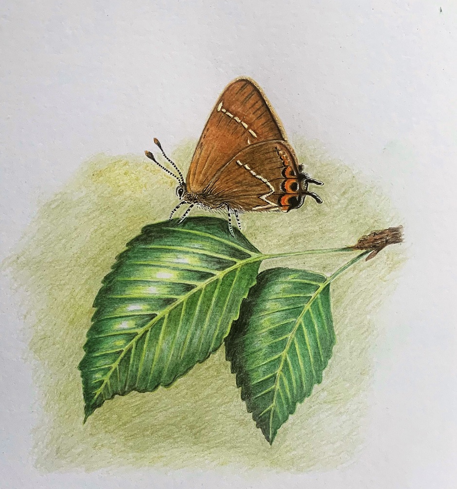 White-letter Hairstreak