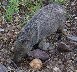 Javelina photo by Gina Nichol.