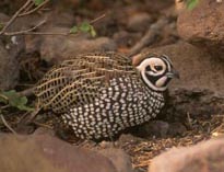 Montezuma Quail photo by Peg Abbott