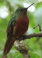 Chestnut-breasted Coronet