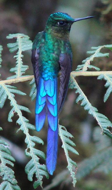 Violet-tailed Sylph