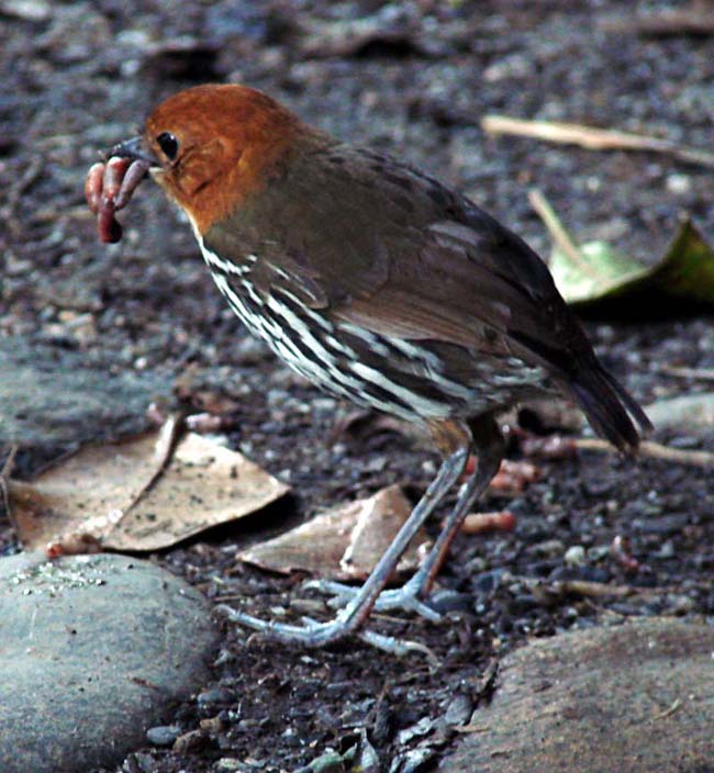 Chestnut-crowned Antpitta