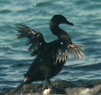 Flightless Cormorant.  Photo by Gina Nichol.