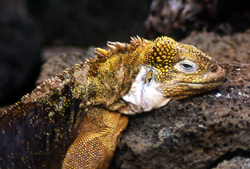 Land Iguana.  Photo by Gina Nichol.