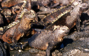 Marine Iguanas.  Photo by Gina Nichol.