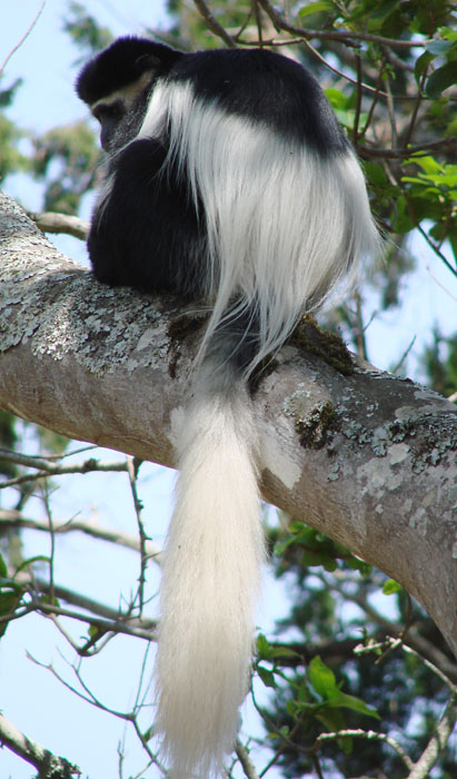 Colobus