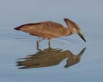 Hammerkop