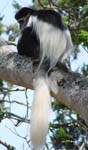 Colobus