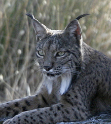 Eurasian Lynx. Photo by Steve Bird.