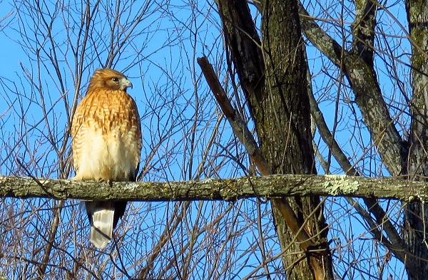 Red-shouldered Hawk by Gina Nichol