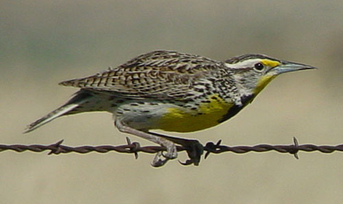 Western_Meadowlark_on_fence