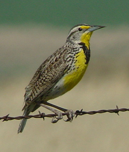 western_meadowlark