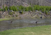 Elk_crossing_river